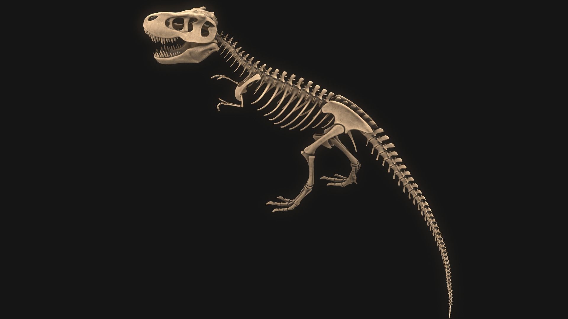 T-rex Skeleton 3D model_7