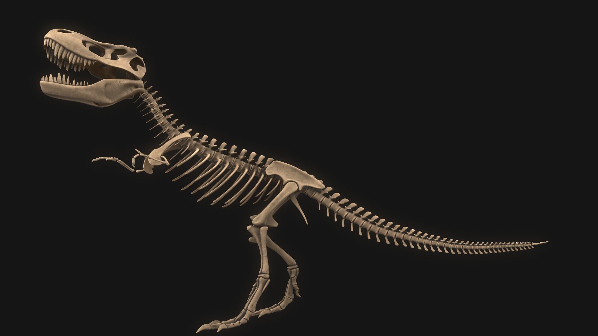 T-rex Skeleton 3D model_8