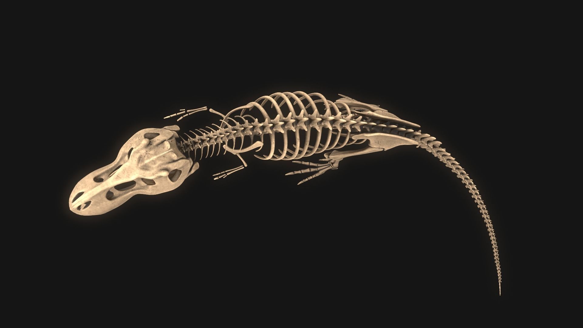 T-rex Skeleton 3D model_11