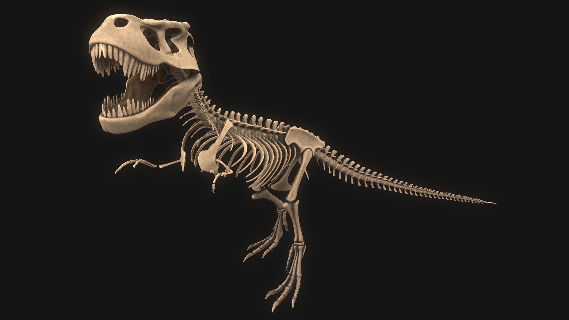 T-rex Skeleton 3D model_2
