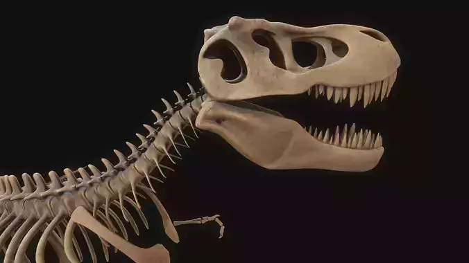 T-rex Skeleton