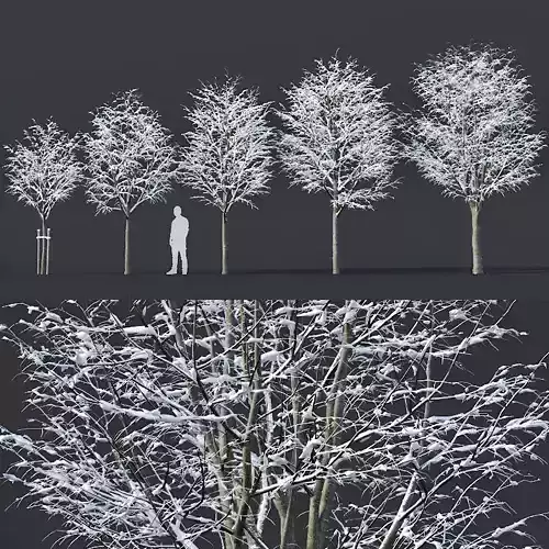 Tilia europaea Nr 5 H4-6m Five winter tree set 3D model
