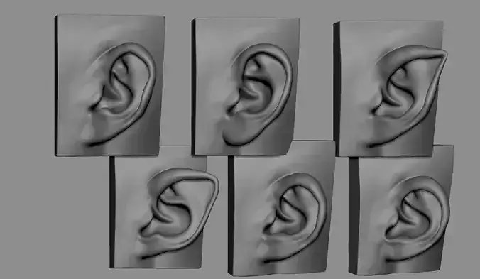 Ear Model Collection 3D model