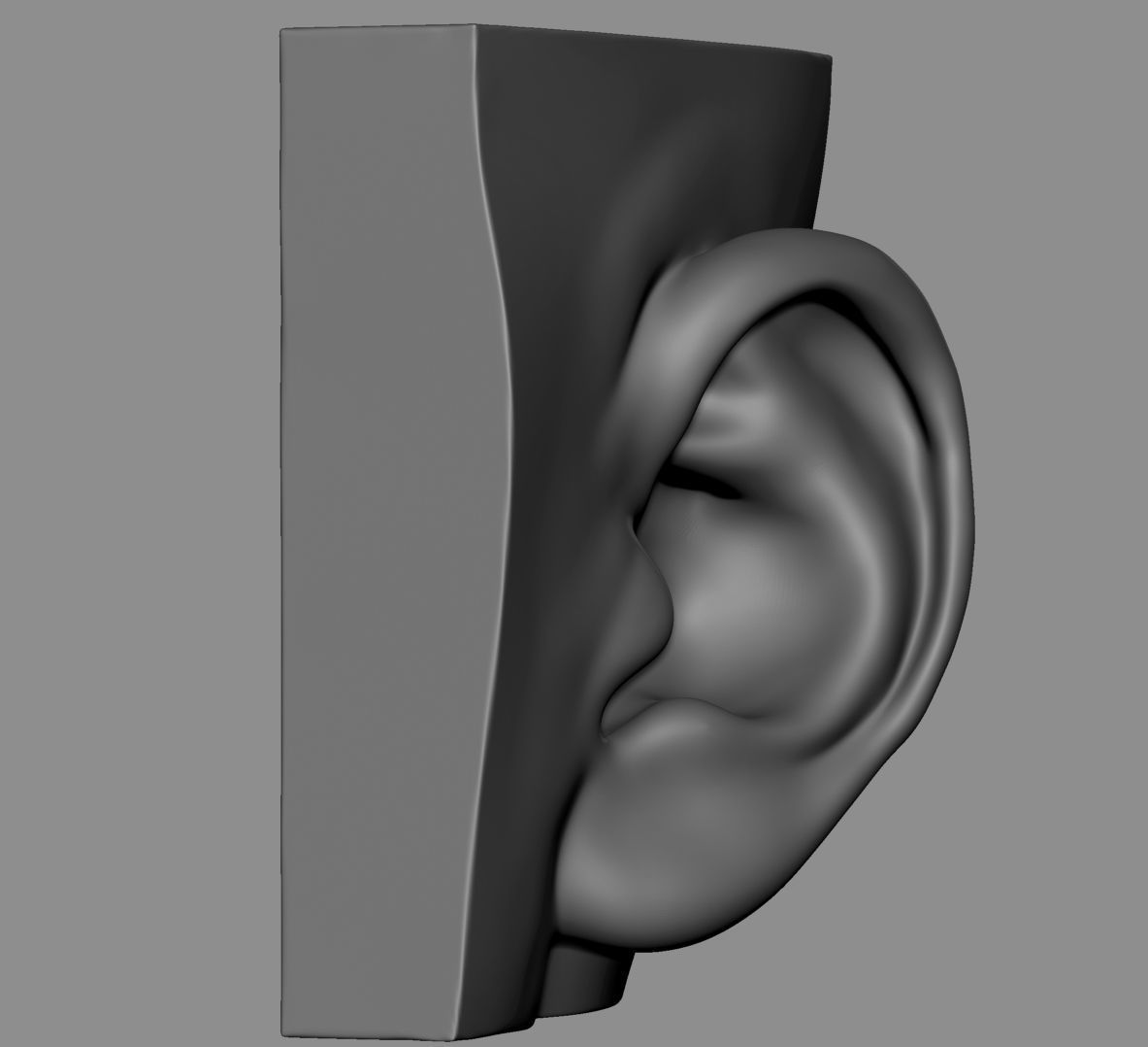 Ear Model Collection 3D model_8