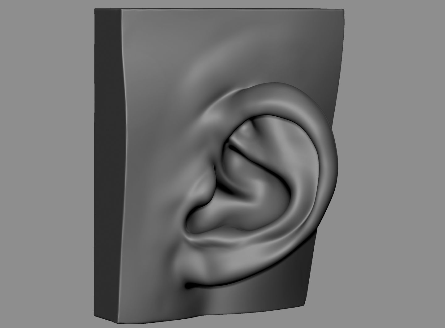 Ear Model Collection 3D model_6