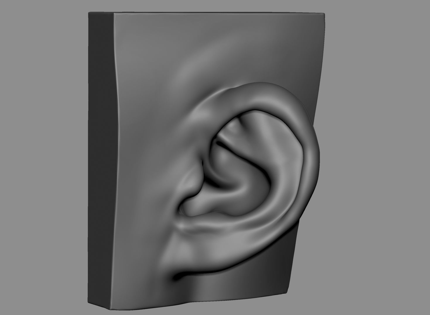 Ear Model Collection 3D model_5