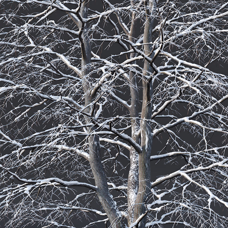 Tilia europaea Nr 6 H7-9m Three winter tree set 3D model_1