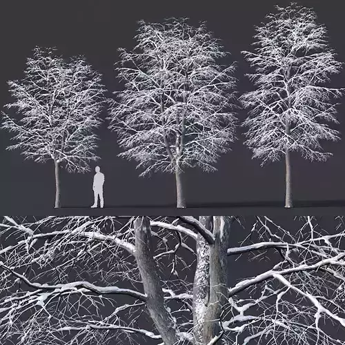 Tilia europaea Nr 6 H7-9m Three winter tree set 3D model