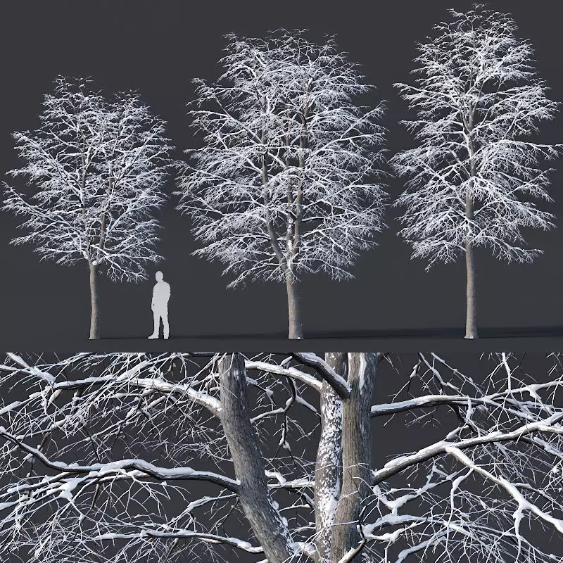 Tilia europaea Nr 6 H7-9m Three winter tree set 3D model_0