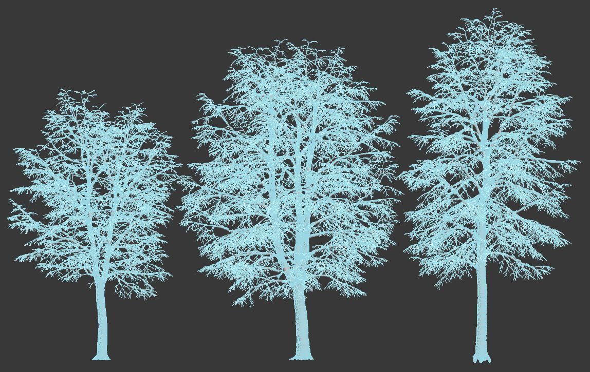 Tilia europaea Nr 6 H7-9m Three winter tree set 3D model_3