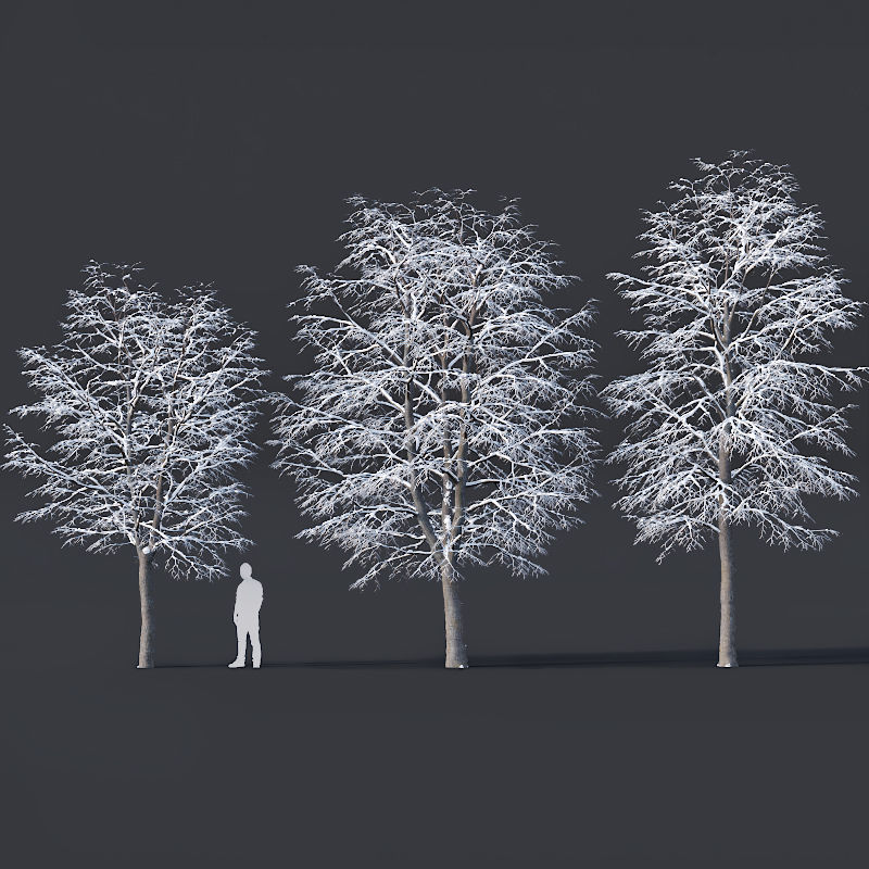 Tilia europaea Nr 6 H7-9m Three winter tree set 3D model_4