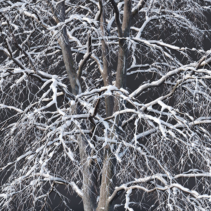 Tilia europaea Nr 7 H11-14m Three winter tree set 3D model_1