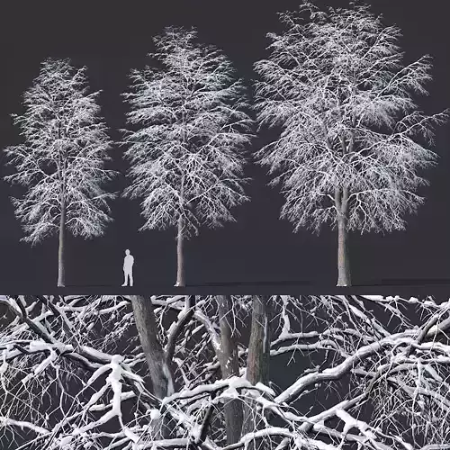 Tilia europaea Nr 7 H11-14m Three winter tree set 3D model