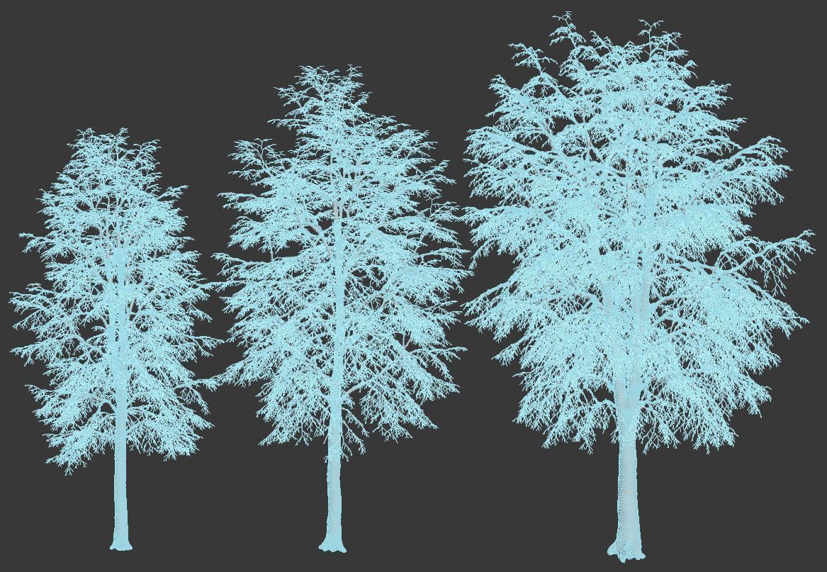 Tilia europaea Nr 7 H11-14m Three winter tree set 3D model_3