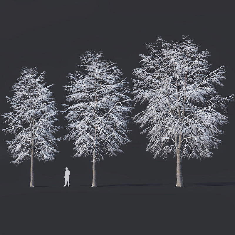 Tilia europaea Nr 7 H11-14m Three winter tree set 3D model_4