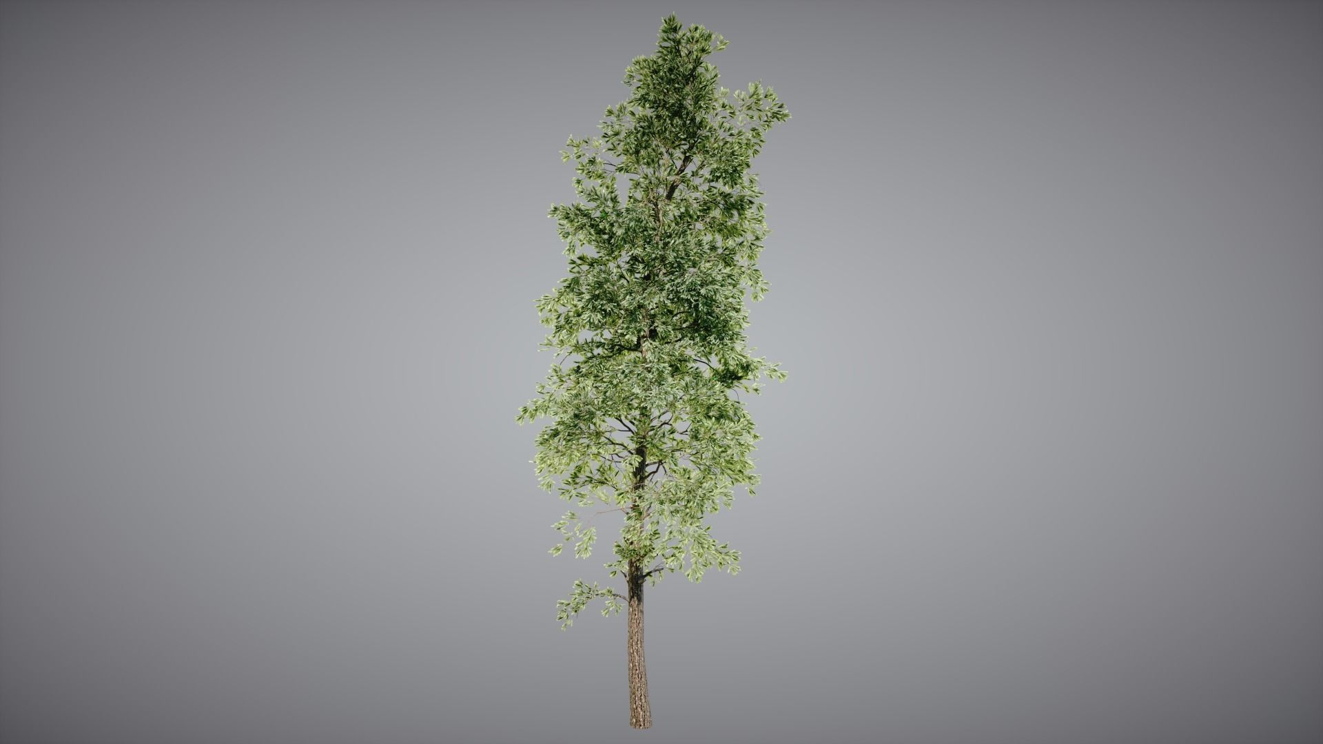 Trees Pack 3D model_2