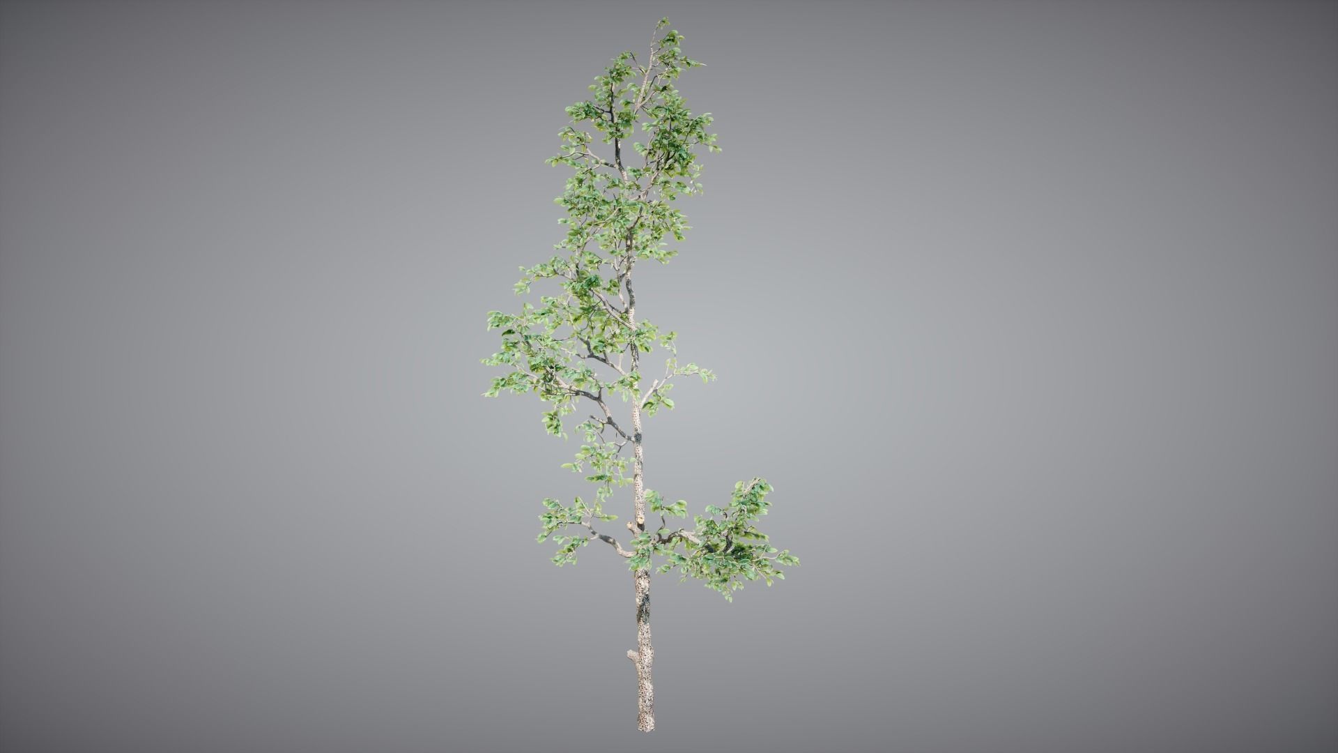 Trees Pack 3D model_10
