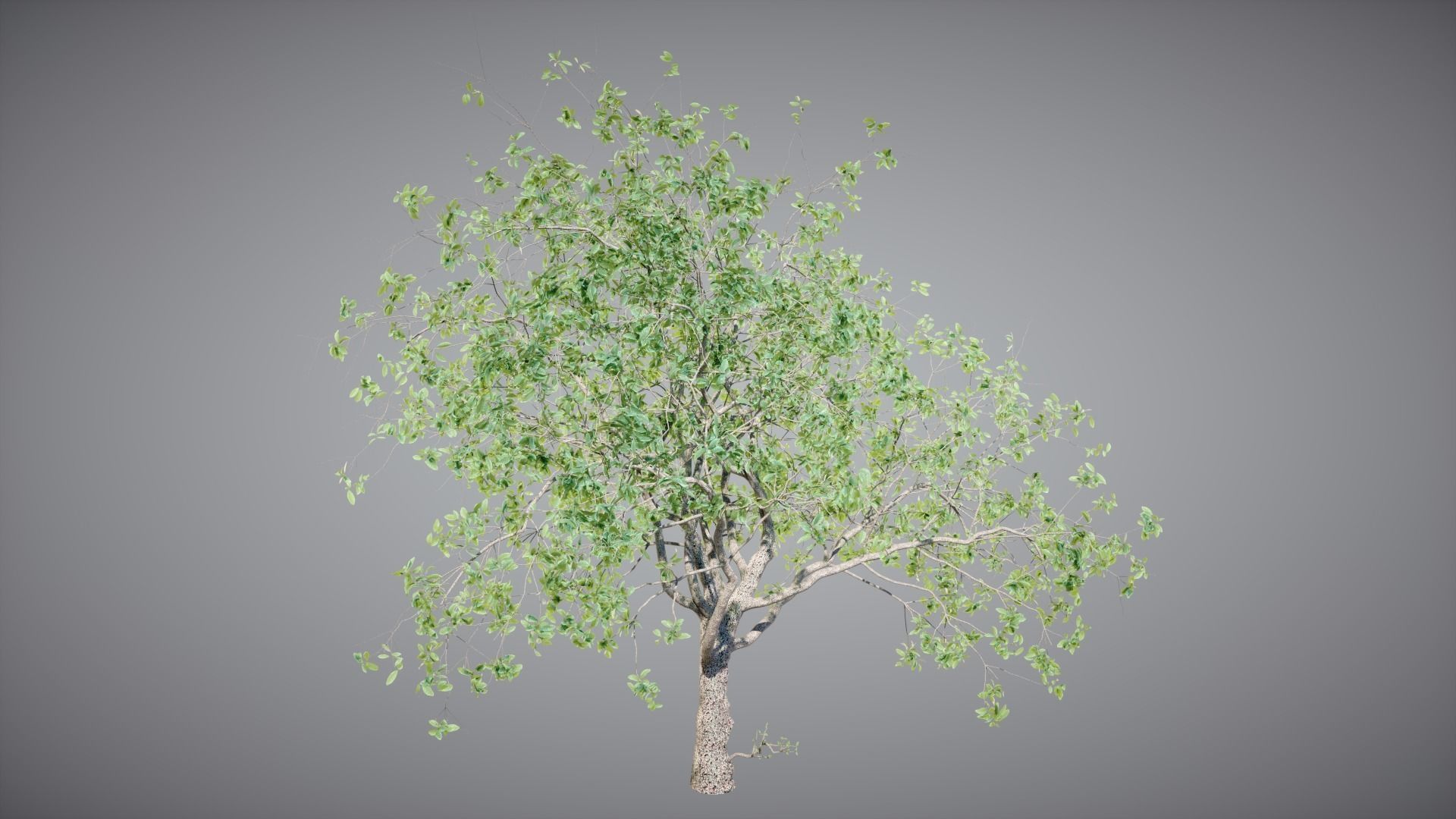 Trees Pack 3D model_6