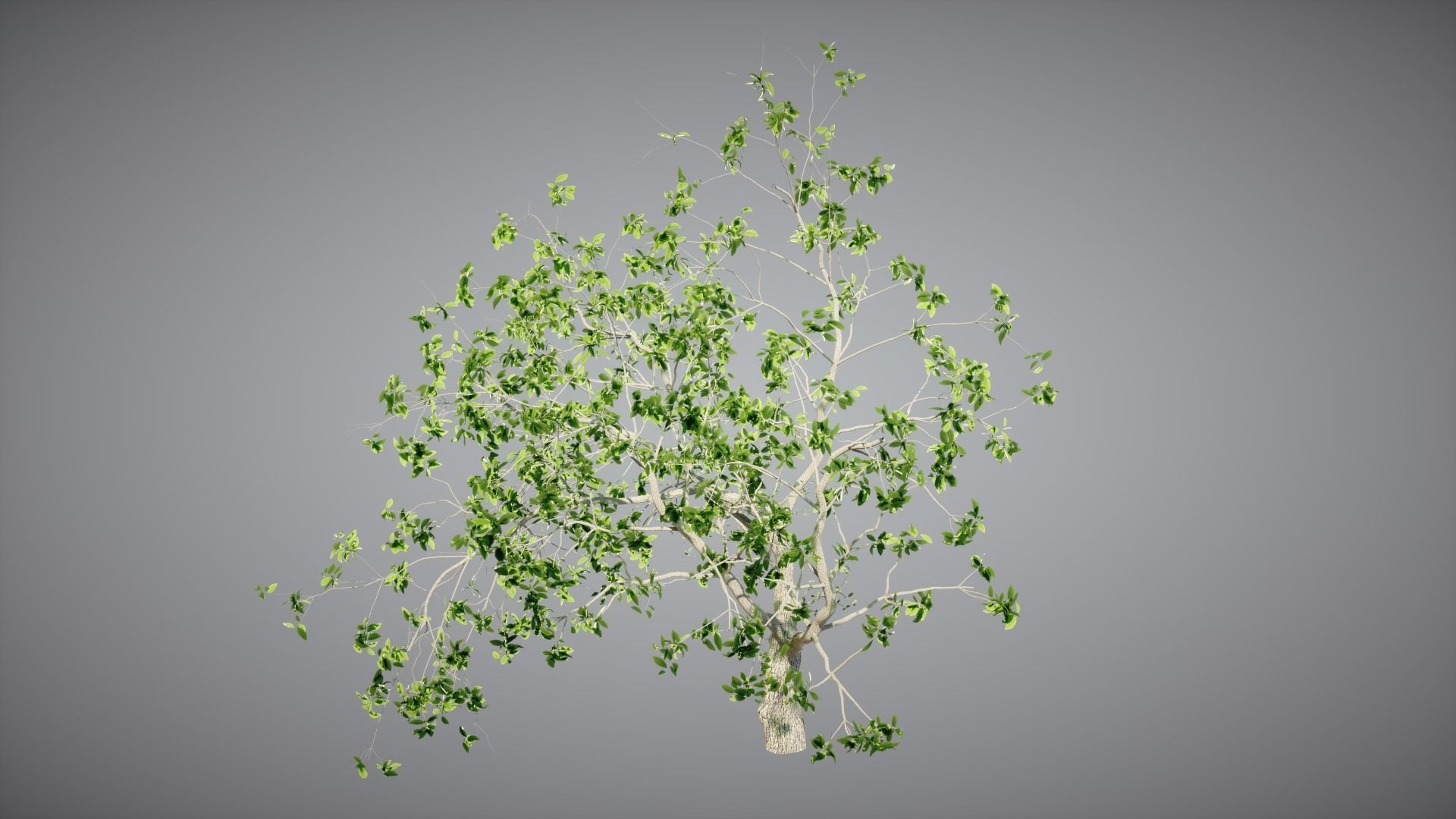 Trees Pack 3D model_9