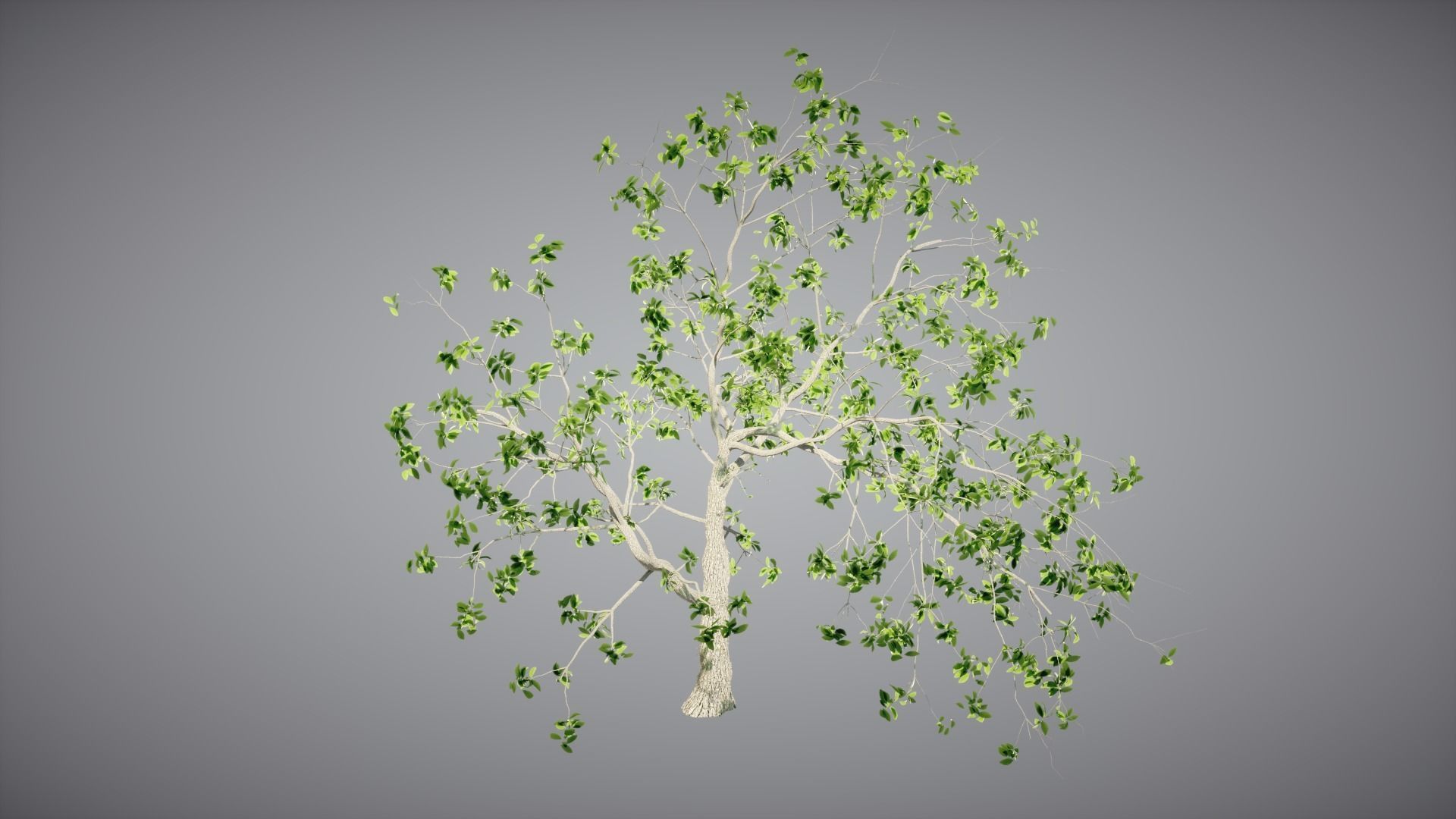 Trees Pack 3D model_5
