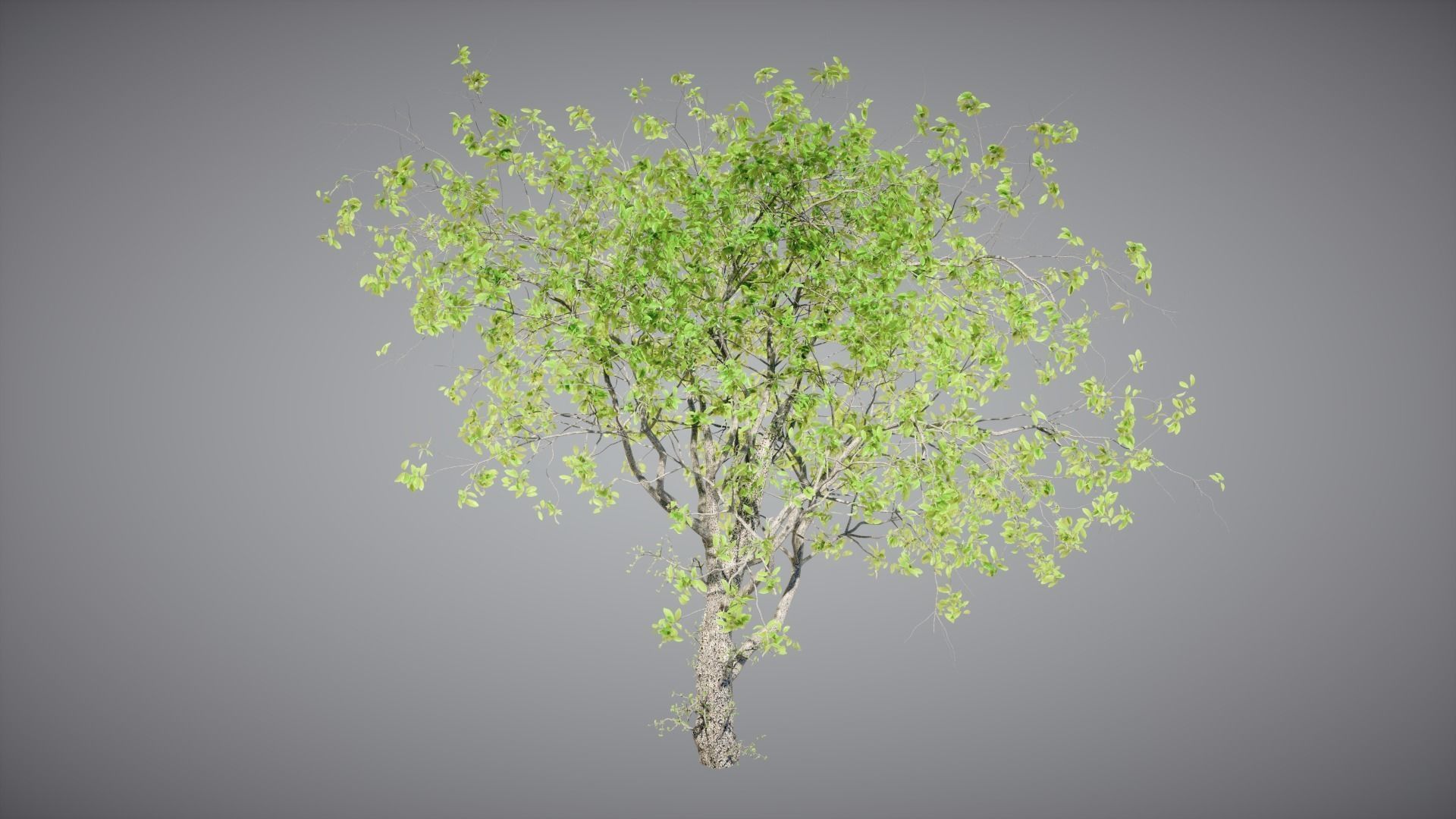 Trees Pack 3D model_3
