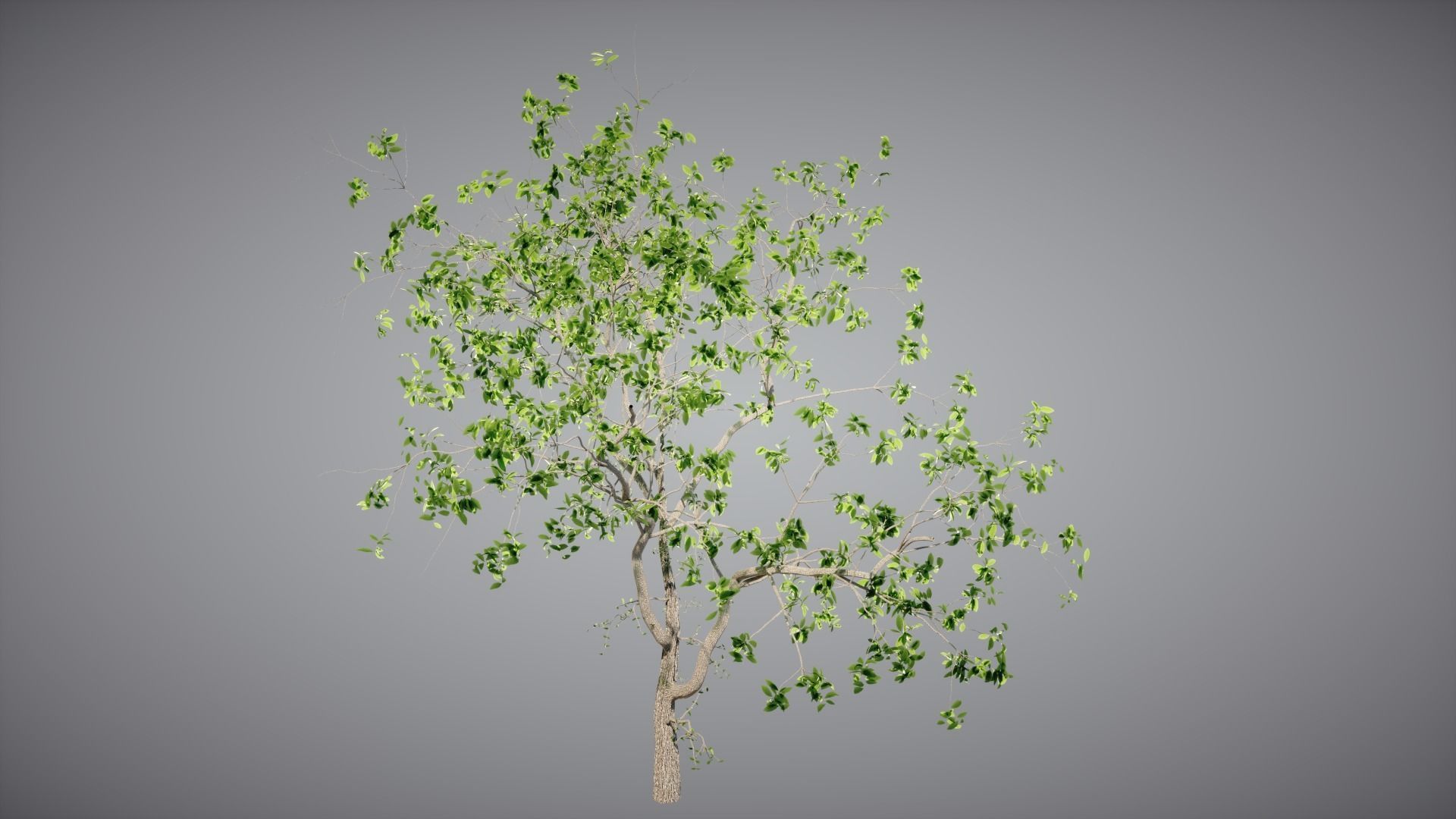 Trees Pack 3D model_7