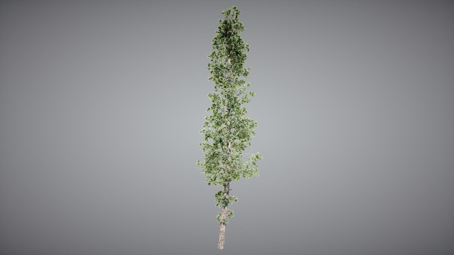 Trees Pack 3D model_4