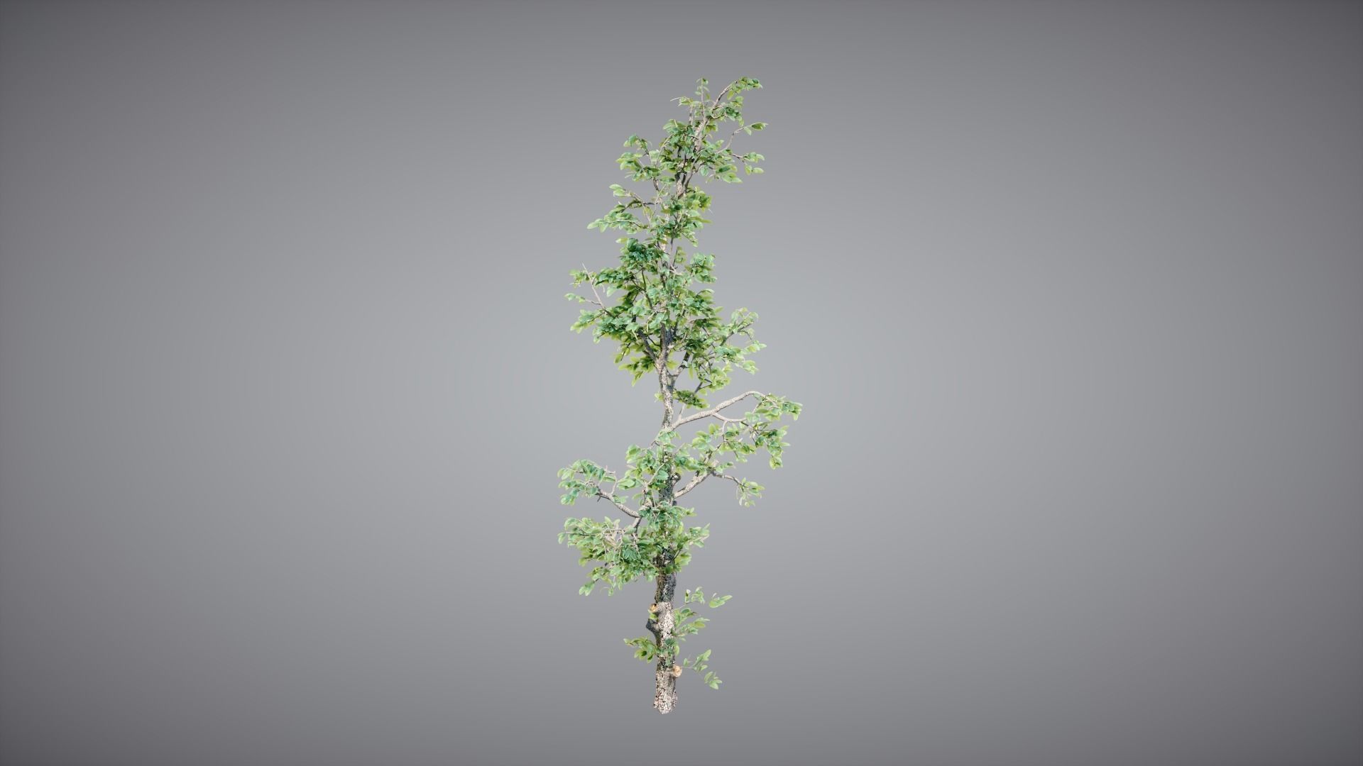 Trees Pack 3D model_8