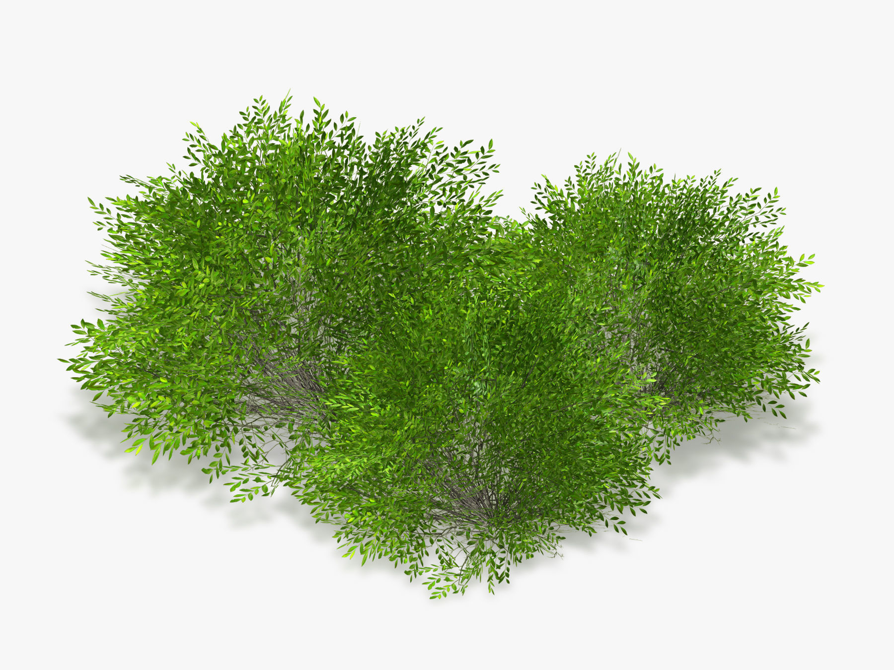 Bush Willow  Salix purpurea Nana Low-poly 3D model_10