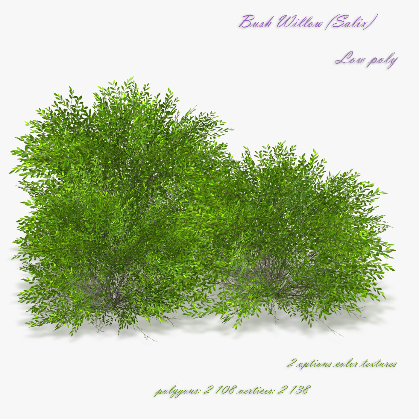 Bush Willow  Salix purpurea Nana Low-poly 3D model_0