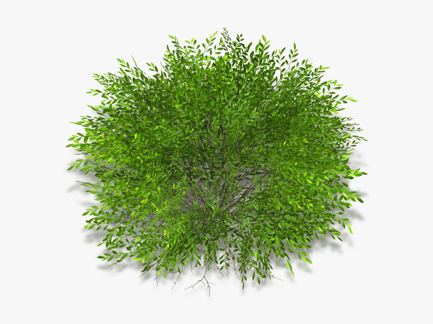 Bush Willow  Salix purpurea Nana Low-poly 3D model_2