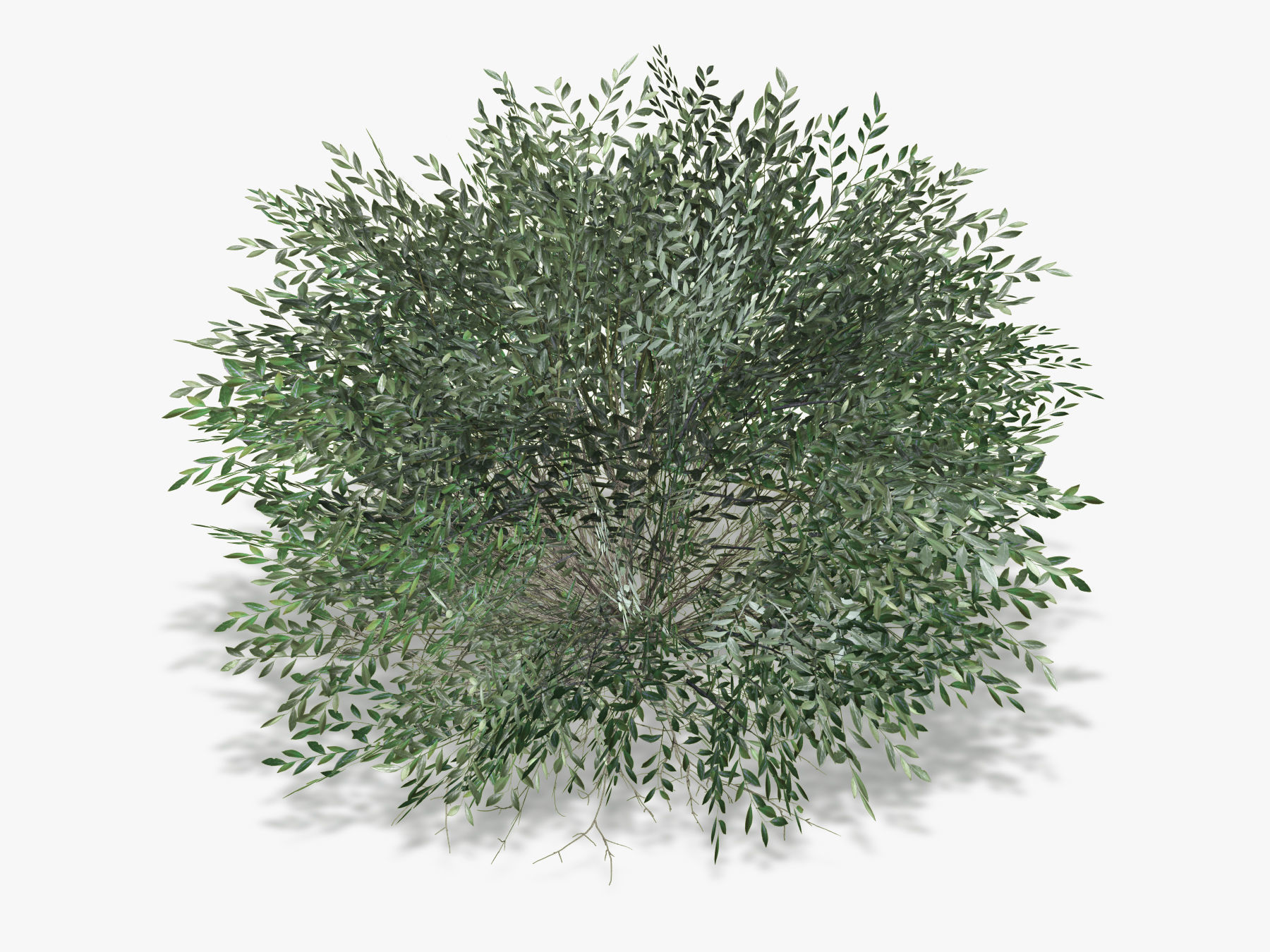 Bush Willow  Salix purpurea Nana Low-poly 3D model_3