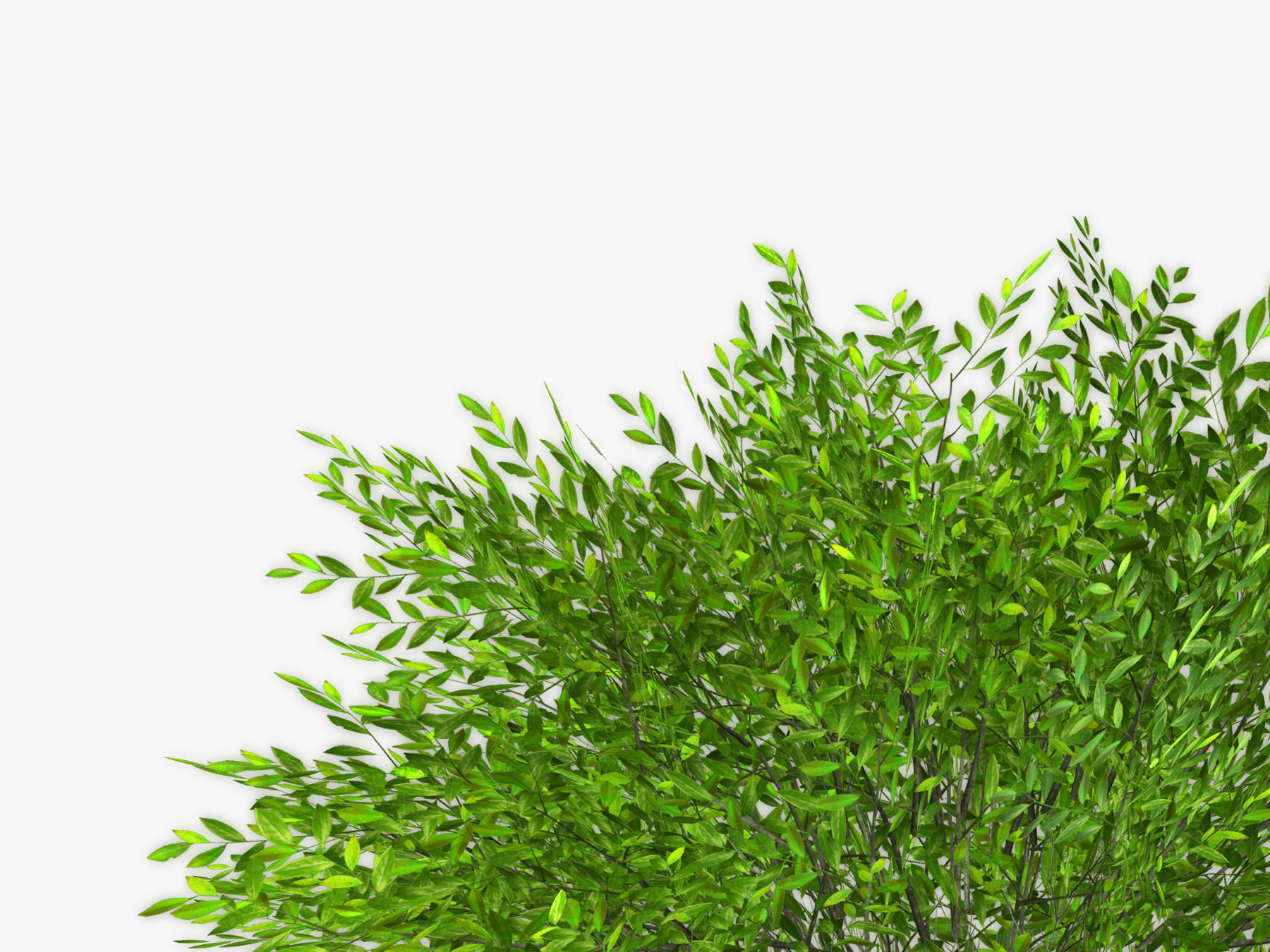 Bush Willow  Salix purpurea Nana Low-poly 3D model_8