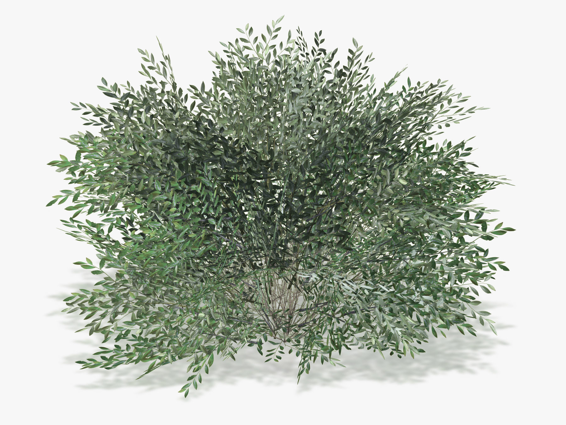 Bush Willow  Salix purpurea Nana Low-poly 3D model_4