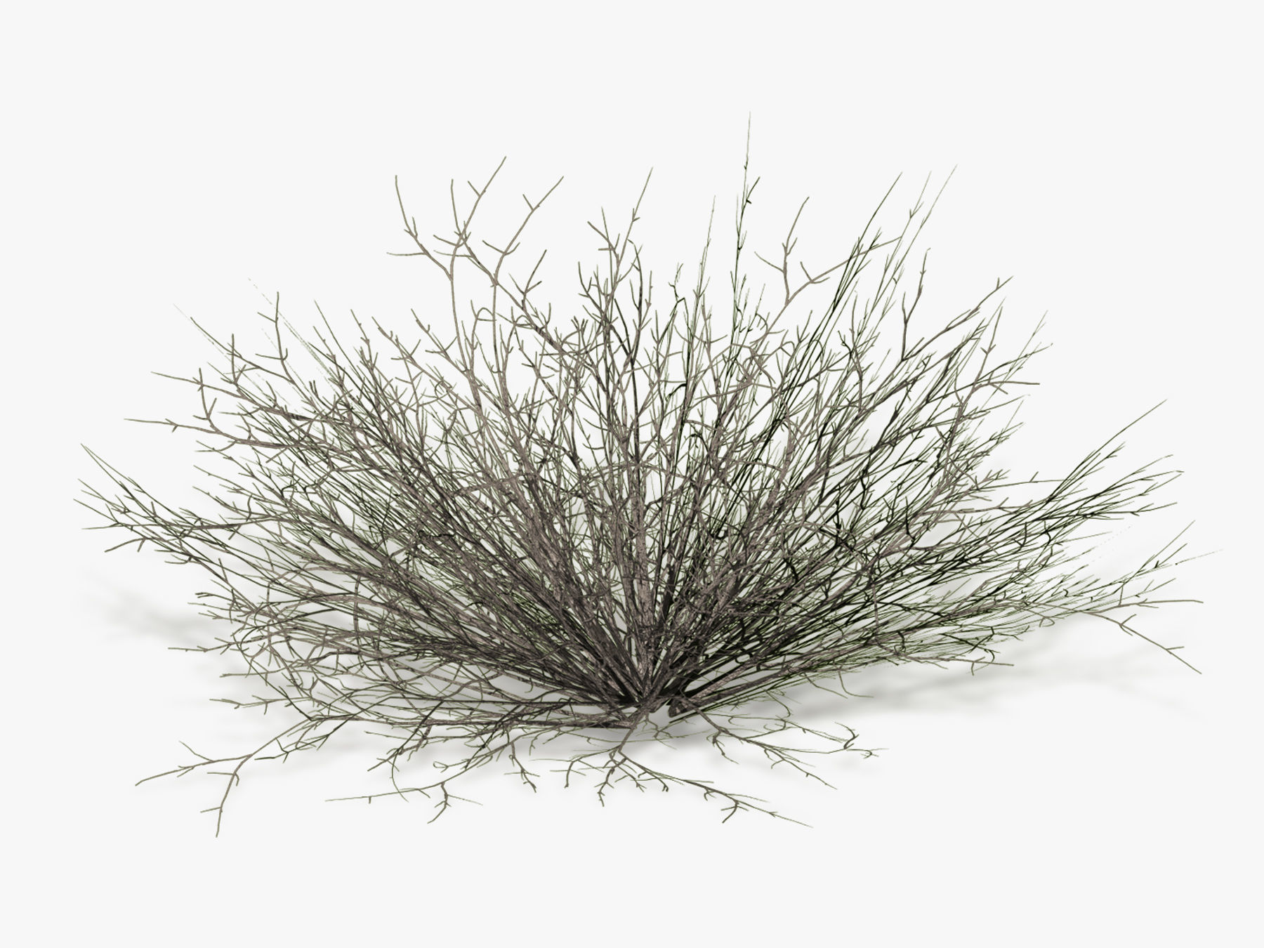 Bush Willow  Salix purpurea Nana Low-poly 3D model_6