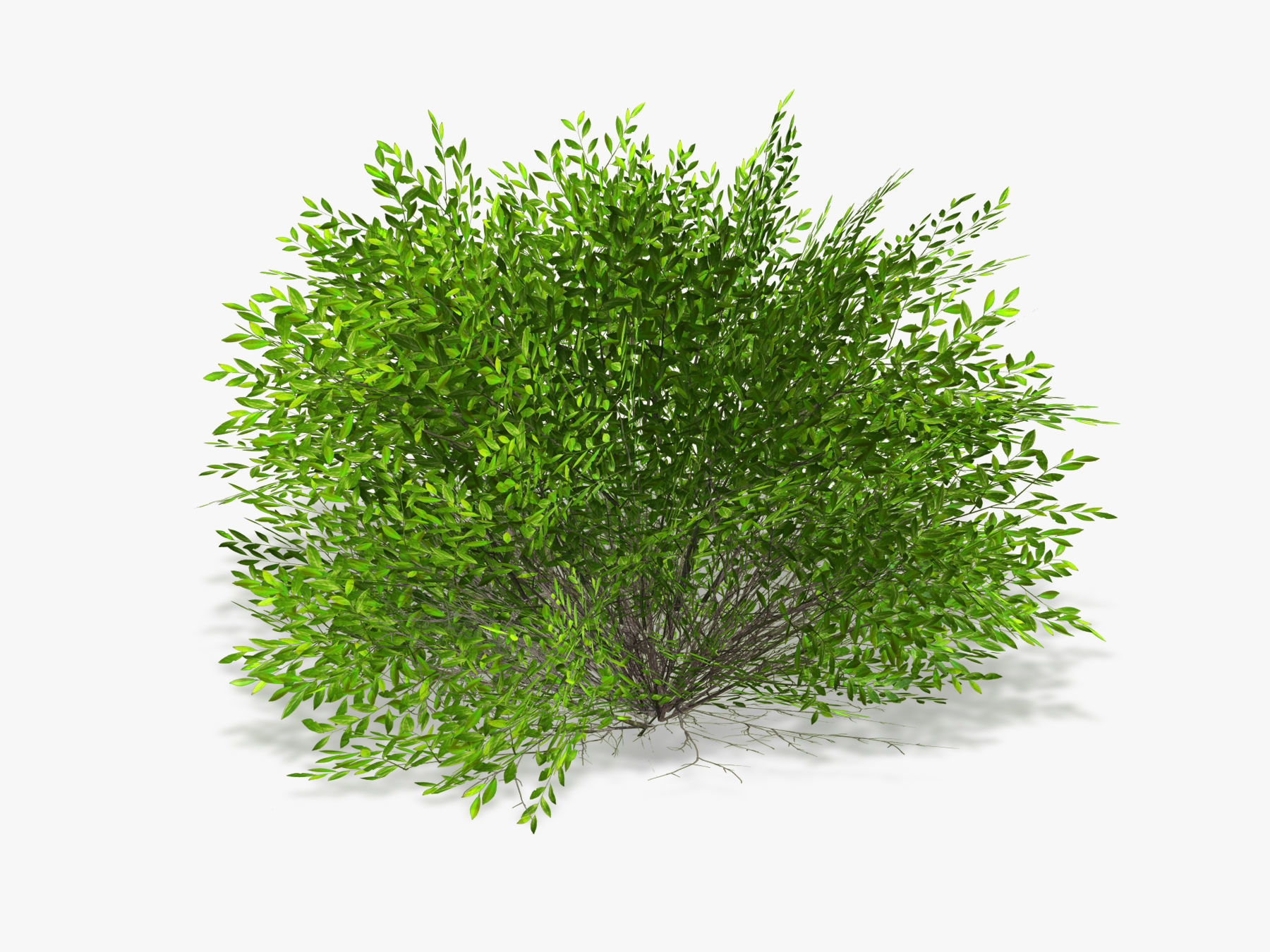 Bush Willow  Salix purpurea Nana Low-poly 3D model_1