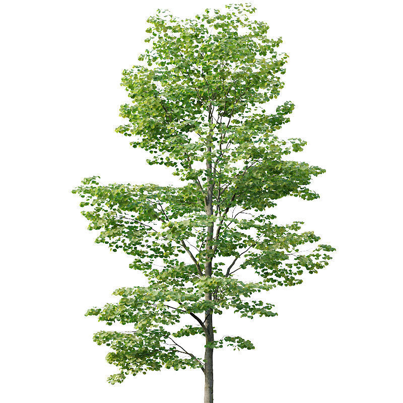 Tilia europaea Nr 8 H7-19m Five forest trees  3D model_2