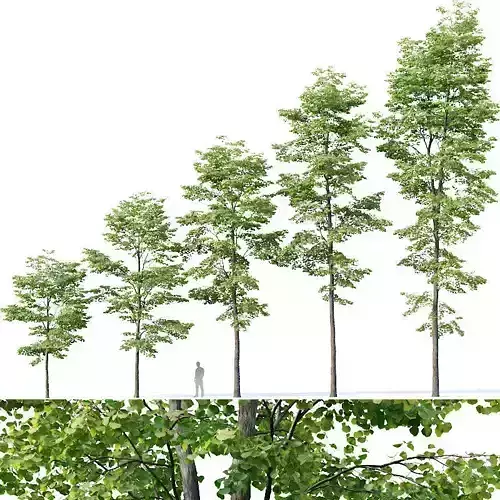 Tilia europaea Nr 8 H7-19m Five forest trees  3D model