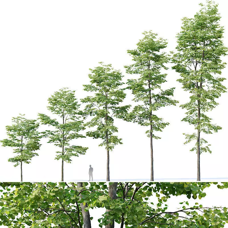 Tilia europaea Nr 8 H7-19m Five forest trees  3D model_0