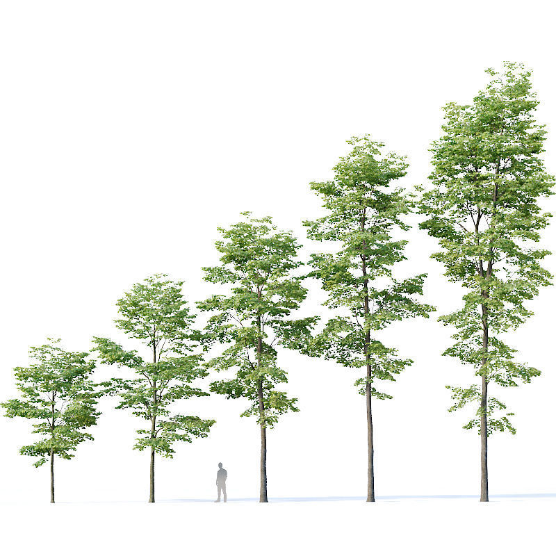 Tilia europaea Nr 8 H7-19m Five forest trees  3D model_7