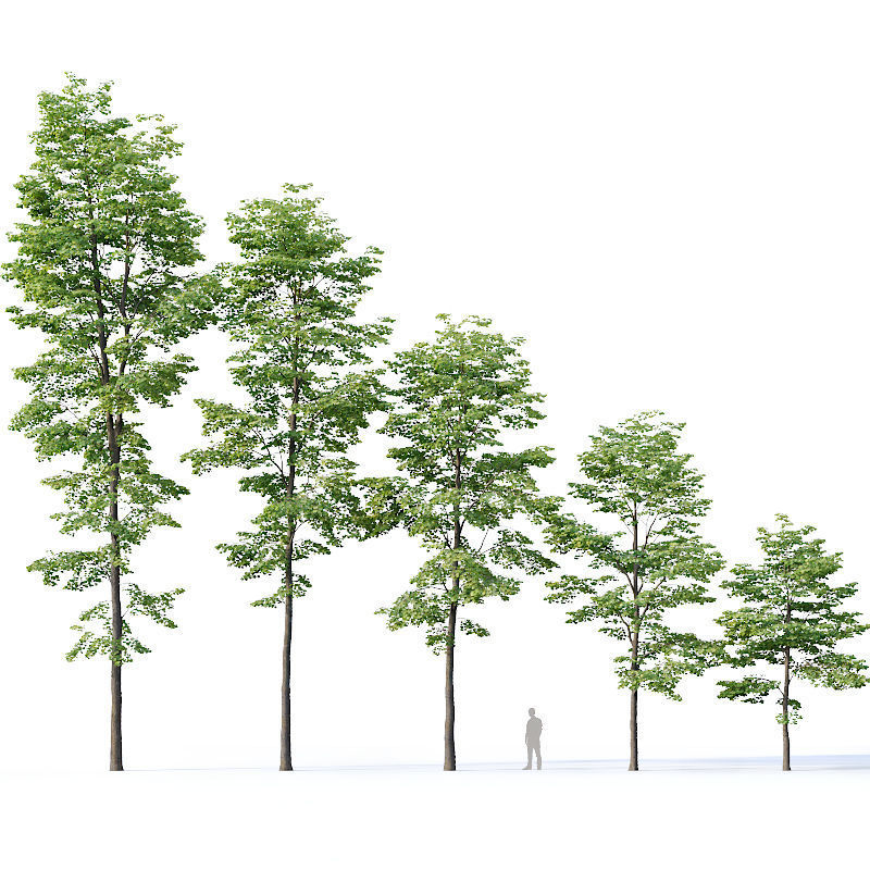 Tilia europaea Nr 8 H7-19m Five forest trees  3D model_4