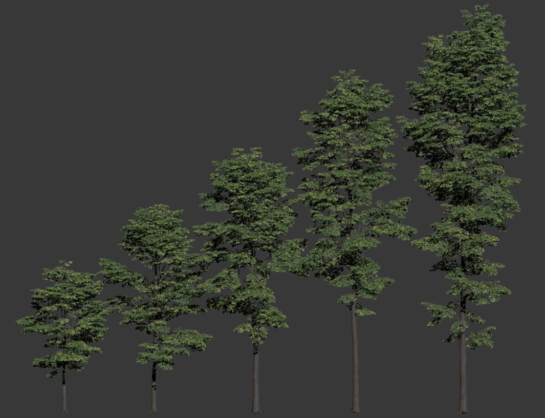 Tilia europaea Nr 8 H7-19m Five forest trees  3D model_6