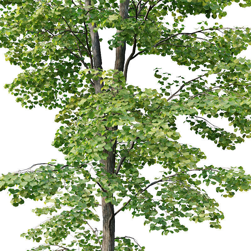 Tilia europaea Nr 8 H7-19m Five forest trees  3D model_1