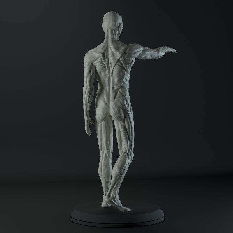 Male Anatomy Study for 3D Printing 3D print model_2