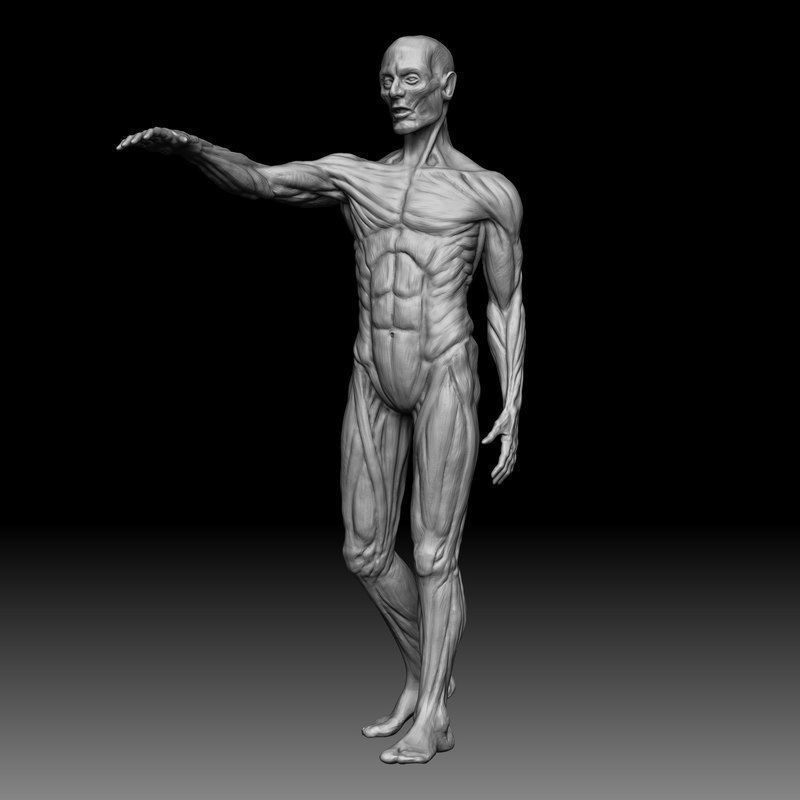 Male Anatomy Study for 3D Printing 3D print model_8