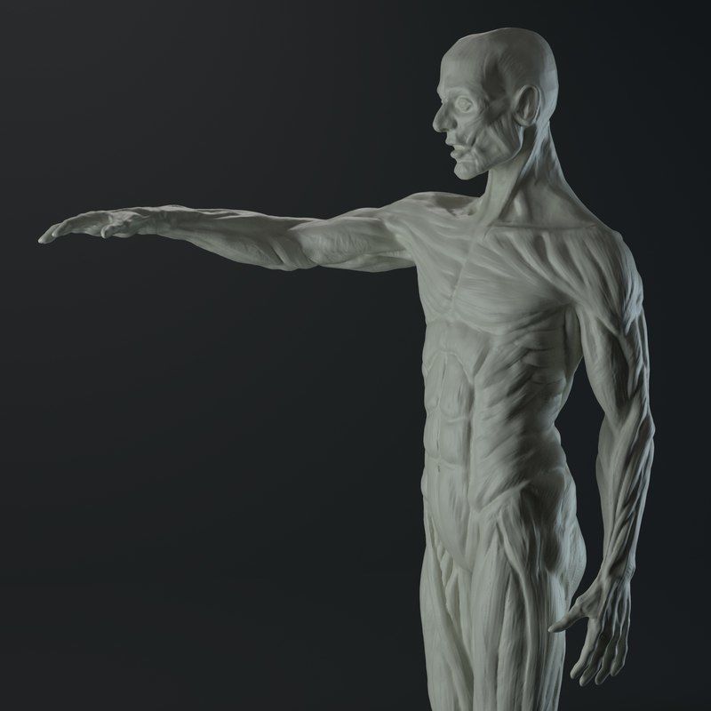 Male Anatomy Study for 3D Printing 3D print model_5
