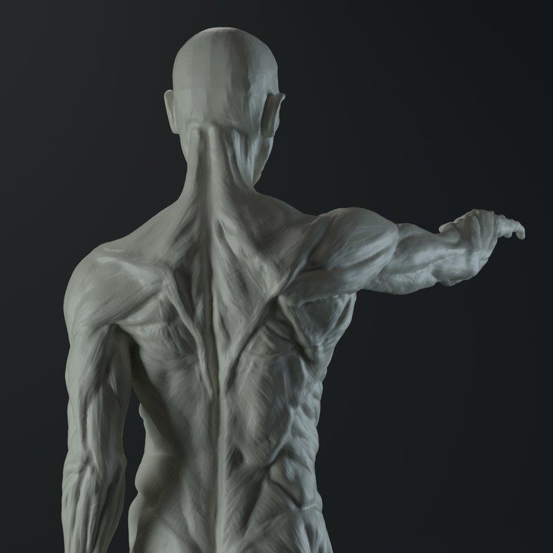 Male Anatomy Study for 3D Printing 3D print model_6