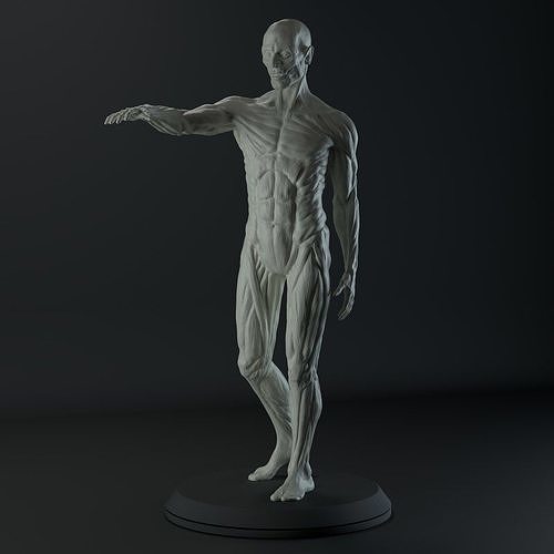 Male Anatomy Study for 3D Printing 3D print model