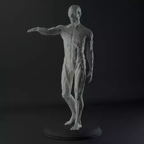 Male Anatomy Study for 3D Printing