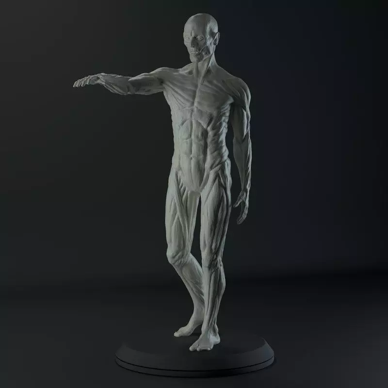 Male Anatomy Study for 3D Printing 3D print model_0